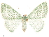  ( - CCDB-33582-H08)  @11 [ ] CreativeCommons - Attribution (2019) CBG Photography Group Centre for Biodiversity Genomics