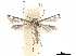  ( - CCDB-33584-A02)  @11 [ ] CreativeCommons - Attribution (2019) CBG Photography Group Centre for Biodiversity Genomics