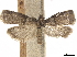  ( - CCDB-33584-C03)  @11 [ ] CreativeCommons - Attribution (2019) CBG Photography Group Centre for Biodiversity Genomics