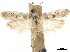  ( - CCDB-33584-D02)  @11 [ ] CreativeCommons - Attribution (2019) CBG Photography Group Centre for Biodiversity Genomics
