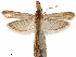  (Homoeosoma assitum - CCDB-33584-D03)  @11 [ ] CreativeCommons - Attribution (2019) CBG Photography Group Centre for Biodiversity Genomics