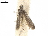  ( - CCDB-33584-D04)  @11 [ ] CreativeCommons - Attribution (2019) CBG Photography Group Centre for Biodiversity Genomics