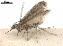  ( - CCDB-33584-D04)  @11 [ ] CreativeCommons - Attribution (2019) CBG Photography Group Centre for Biodiversity Genomics