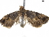  ( - CCDB-33584-E03)  @13 [ ] CreativeCommons - Attribution (2019) CBG Photography Group Centre for Biodiversity Genomics