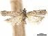  (Australephestiodes - CCDB-33584-E05)  @11 [ ] CreativeCommons - Attribution (2019) CBG Photography Group Centre for Biodiversity Genomics