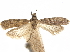  ( - CCDB-33584-E06)  @11 [ ] CreativeCommons - Attribution (2019) CBG Photography Group Centre for Biodiversity Genomics