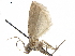  ( - CCDB-33584-F01)  @11 [ ] CreativeCommons - Attribution (2019) CBG Photography Group Centre for Biodiversity Genomics