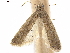  ( - CCDB-33584-F02)  @11 [ ] CreativeCommons - Attribution (2019) CBG Photography Group Centre for Biodiversity Genomics