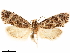  ( - CCDB-33584-G02)  @11 [ ] CreativeCommons - Attribution (2019) CBG Photography Group Centre for Biodiversity Genomics