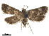  ( - CCDB-33584-G06)  @15 [ ] CreativeCommons - Attribution (2019) CBG Photography Group Centre for Biodiversity Genomics