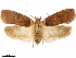  ( - CCDB-33584-G11)  @11 [ ] CreativeCommons - Attribution (2019) CBG Photography Group Centre for Biodiversity Genomics