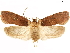  ( - CCDB-33584-G12)  @11 [ ] CreativeCommons - Attribution (2019) CBG Photography Group Centre for Biodiversity Genomics