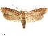  ( - CCDB-33584-H02)  @11 [ ] CreativeCommons - Attribution (2019) CBG Photography Group Centre for Biodiversity Genomics
