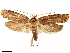  ( - CCDB-33584-H03)  @11 [ ] CreativeCommons - Attribution (2019) CBG Photography Group Centre for Biodiversity Genomics