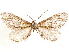  ( - CCDB-33585-B10)  @11 [ ] CreativeCommons - Attribution (2019) CBG Photography Group Centre for Biodiversity Genomics