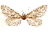  ( - CCDB-33585-B11)  @11 [ ] CreativeCommons - Attribution (2019) CBG Photography Group Centre for Biodiversity Genomics