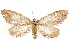  ( - CCDB-33585-B12)  @11 [ ] CreativeCommons - Attribution (2019) CBG Photography Group Centre for Biodiversity Genomics