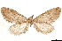  ( - CCDB-33585-C01)  @11 [ ] CreativeCommons - Attribution (2019) CBG Photography Group Centre for Biodiversity Genomics