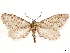  ( - CCDB-33585-C02)  @11 [ ] CreativeCommons - Attribution (2019) CBG Photography Group Centre for Biodiversity Genomics
