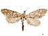 ( - CCDB-33585-C03)  @11 [ ] CreativeCommons - Attribution (2019) CBG Photography Group Centre for Biodiversity Genomics