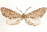  ( - CCDB-33585-C04)  @11 [ ] CreativeCommons - Attribution (2019) CBG Photography Group Centre for Biodiversity Genomics