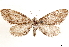  ( - CCDB-33585-C05)  @11 [ ] CreativeCommons - Attribution (2019) CBG Photography Group Centre for Biodiversity Genomics