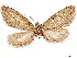  ( - CCDB-33585-C09)  @11 [ ] CreativeCommons - Attribution (2019) CBG Photography Group Centre for Biodiversity Genomics