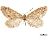  ( - CCDB-33585-C11)  @11 [ ] CreativeCommons - Attribution (2019) CBG Photography Group Centre for Biodiversity Genomics