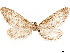  ( - CCDB-33585-D02)  @11 [ ] CreativeCommons - Attribution (2019) CBG Photography Group Centre for Biodiversity Genomics
