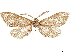  ( - CCDB-33585-D05)  @11 [ ] CreativeCommons - Attribution (2019) CBG Photography Group Centre for Biodiversity Genomics