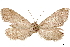  ( - CCDB-33585-D08)  @11 [ ] CreativeCommons - Attribution (2019) CBG Photography Group Centre for Biodiversity Genomics