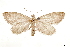  ( - CCDB-33585-D09)  @11 [ ] CreativeCommons - Attribution (2019) CBG Photography Group Centre for Biodiversity Genomics