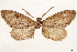  ( - CCDB-33585-D10)  @11 [ ] CreativeCommons - Attribution (2019) CBG Photography Group Centre for Biodiversity Genomics