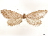  ( - CCDB-33585-D11)  @11 [ ] CreativeCommons - Attribution (2019) CBG Photography Group Centre for Biodiversity Genomics