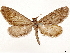  ( - CCDB-33585-E01)  @11 [ ] CreativeCommons - Attribution (2019) CBG Photography Group Centre for Biodiversity Genomics