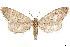  ( - CCDB-33585-E02)  @11 [ ] CreativeCommons - Attribution (2019) CBG Photography Group Centre for Biodiversity Genomics