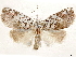  ( - CCDB-33585-F05)  @11 [ ] CreativeCommons - Attribution (2019) CBG Photography Group Centre for Biodiversity Genomics
