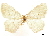  ( - CCDB-33585-G01)  @11 [ ] CreativeCommons - Attribution (2019) CBG Photography Group Centre for Biodiversity Genomics