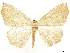  ( - CCDB-33585-G02)  @11 [ ] CreativeCommons - Attribution (2019) CBG Photography Group Centre for Biodiversity Genomics