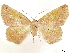  ( - CCDB-33585-G03)  @11 [ ] CreativeCommons - Attribution (2019) CBG Photography Group Centre for Biodiversity Genomics