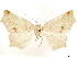  ( - CCDB-33585-G05)  @11 [ ] CreativeCommons - Attribution (2019) CBG Photography Group Centre for Biodiversity Genomics