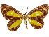  (Eutrepsia primulina - CCDB-33585-G08)  @11 [ ] CreativeCommons - Attribution (2019) CBG Photography Group Centre for Biodiversity Genomics
