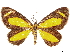  ( - CCDB-33585-G09)  @11 [ ] CreativeCommons - Attribution (2019) CBG Photography Group Centre for Biodiversity Genomics
