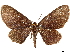  (Eutrepsia striatus - CCDB-33585-G10)  @11 [ ] CreativeCommons - Attribution (2019) CBG Photography Group Centre for Biodiversity Genomics