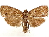  ( - CCDB-33585-H04)  @11 [ ] CreativeCommons - Attribution (2019) CBG Photography Group Centre for Biodiversity Genomics