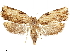  (Isodemis proxima - CCDB-33586-A01)  @11 [ ] CreativeCommons - Attribution (2019) CBG Photography Group Centre for Biodiversity Genomics