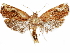  ( - CCDB-33586-A03)  @11 [ ] CreativeCommons - Attribution (2019) CBG Photography Group Centre for Biodiversity Genomics
