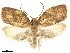  (Adoxophyes balioleuca - CCDB-33586-A08)  @11 [ ] CreativeCommons - Attribution (2019) CBG Photography Group Centre for Biodiversity Genomics