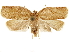  ( - CCDB-33586-A09)  @11 [ ] CreativeCommons - Attribution (2019) CBG Photography Group Centre for Biodiversity Genomics