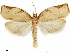  ( - CCDB-33586-A10)  @11 [ ] CreativeCommons - Attribution (2019) CBG Photography Group Centre for Biodiversity Genomics